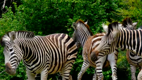 Pferdeart mit Streifen ( Zebras)