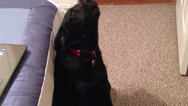 Dog Sings to Maroon 5