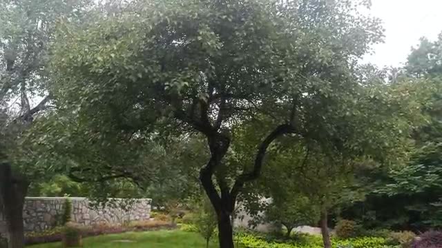 tall tree covered with leaves