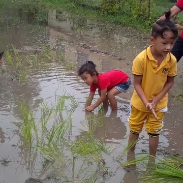 Nepali Montashory babies celebrating dhan (rice planting) day