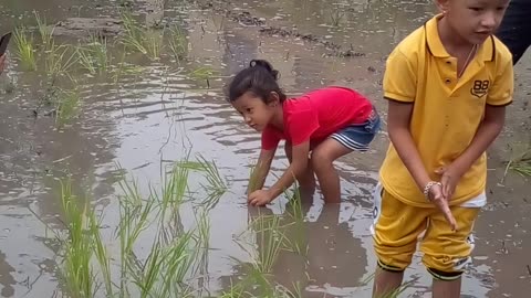 Nepali Montashory babies celebrating dhan (rice planting) day