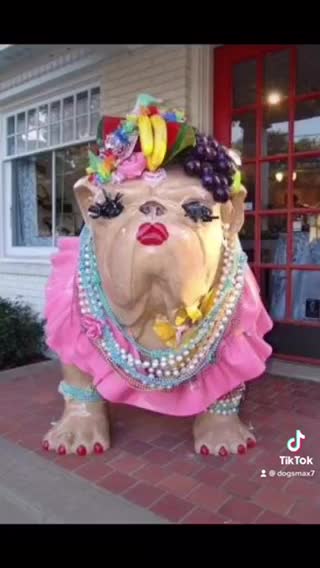 Dogs in funny clothes very cute