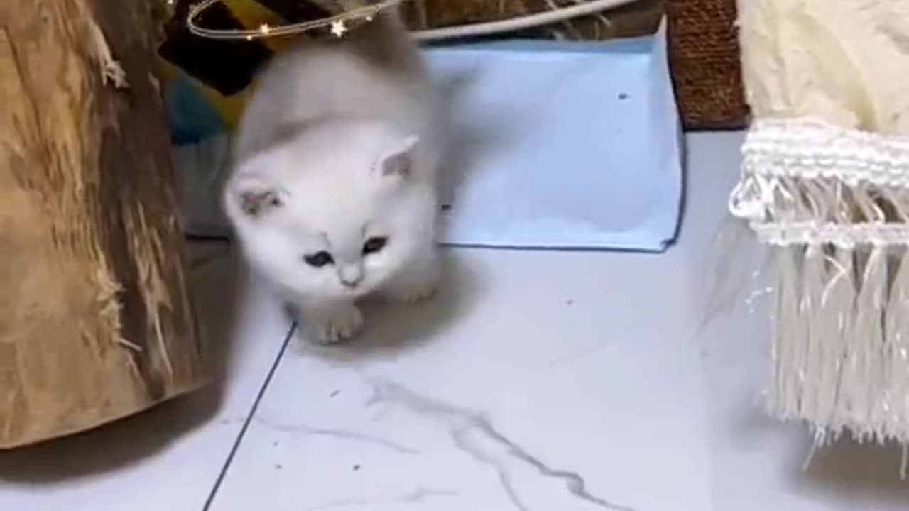 Kuching 007 tapi failed 🤣