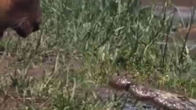 ALLIGATOR ATTACK ON LION. BATTLE IN NATURE