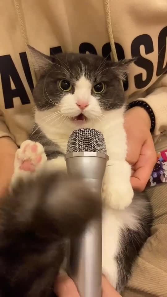 singing cat 😂😂😂😂😂😂😂😂🤣🤣🤣🤣🤣