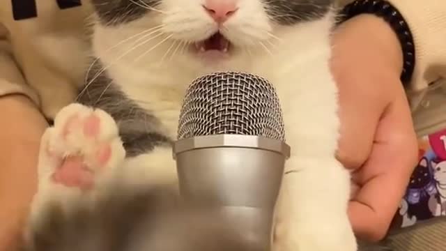 singing cat 😂😂😂😂😂😂😂😂🤣🤣🤣🤣🤣