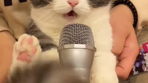 singing cat 😂😂😂😂😂😂😂😂🤣🤣🤣🤣🤣