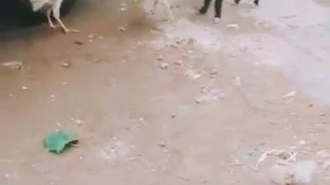 Chicken VS Dog Fight - Funny Dog Fight Compilation