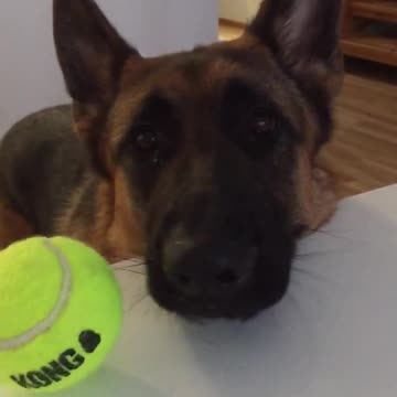 Perro deja en claro que está listo para jugar