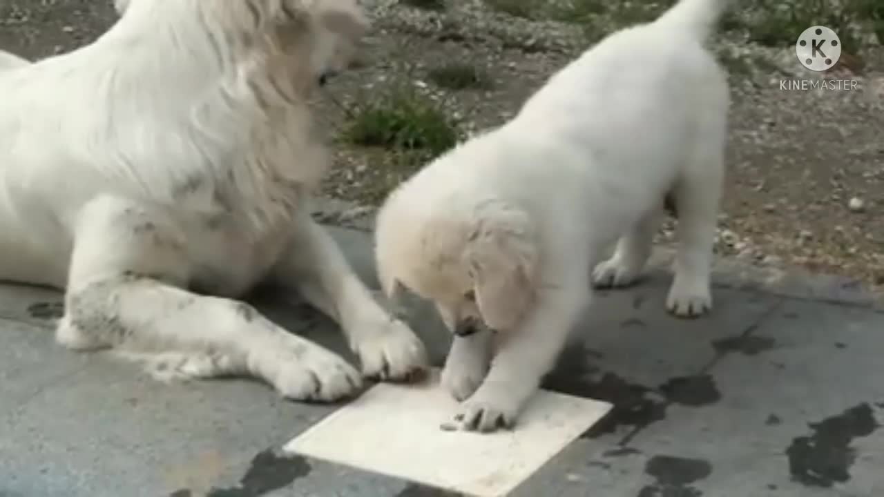 Happy and cute puppy