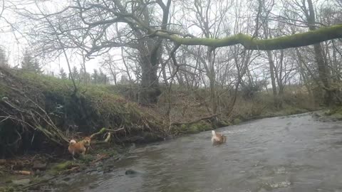 Shiba Inu that like playing in the water