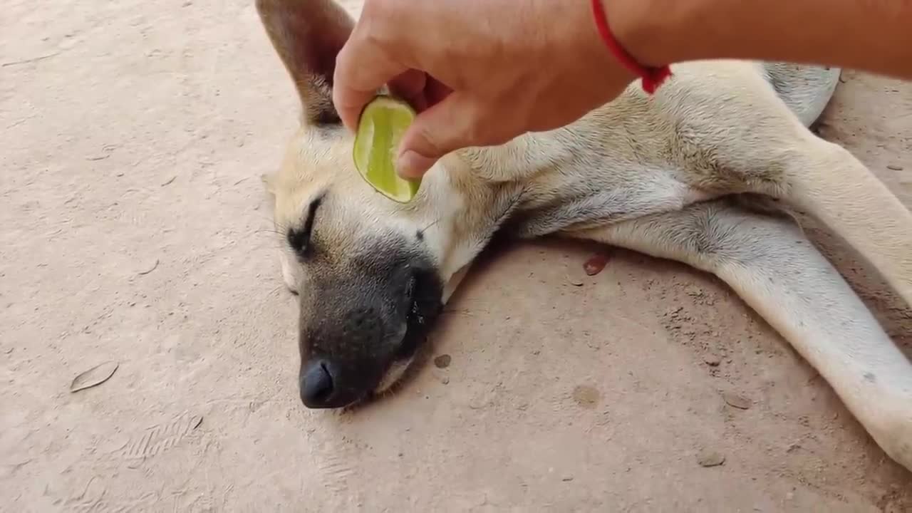 Lemon Prank Dog So Funny