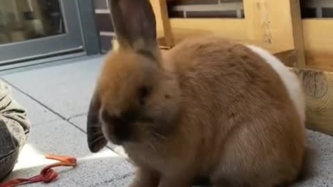 Clean rabbit