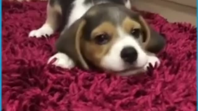 Cute Adorable Puppies Howling - Funny Cute Animal Videos