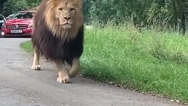 Angry lion crossing the street