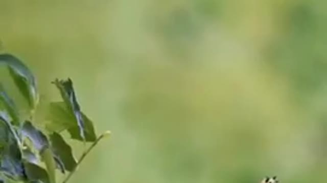 Bird femily video / bird mom ded video very nice video