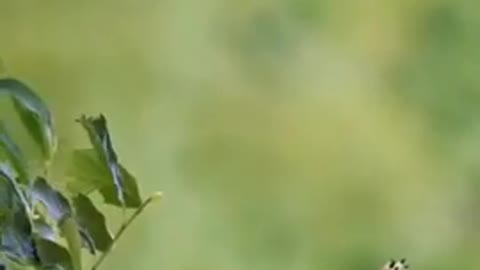 Bird femily video / bird mom ded video very nice video