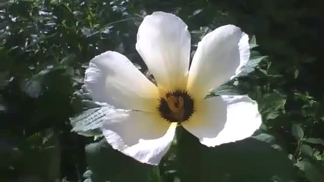 Sida Sp. flower receives the first rays of the sunlight, after a night of rain [Nature & Animals]