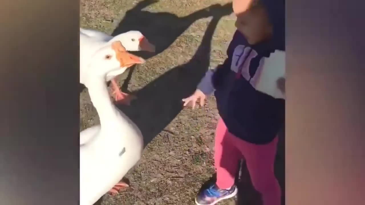 ULTIMATE|| Animal Compilation || Funny Fails || viral || comedy