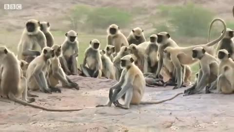 Wild animals Best monkeys life .