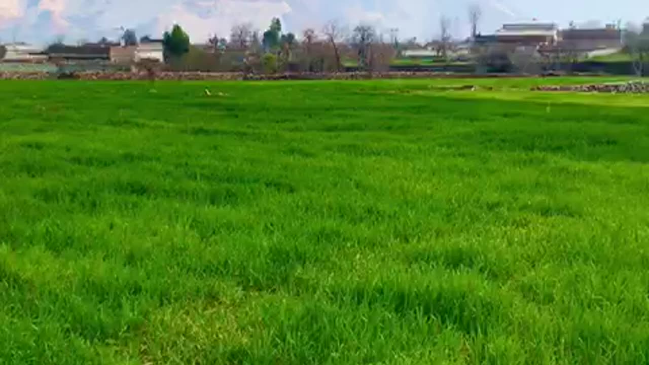 Pashto Music | Green land| beautiful view | Jowar kpk Pakistan