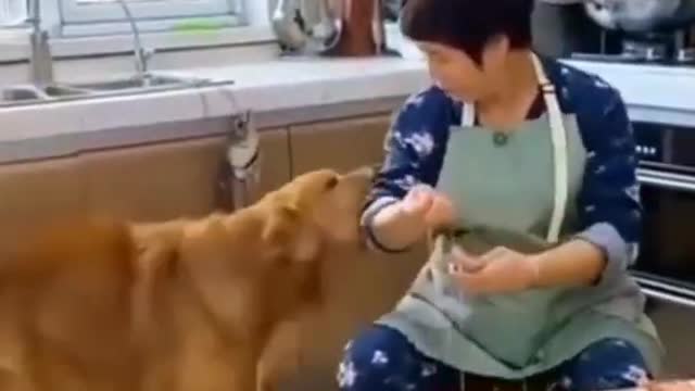 🐶Best Dog Video 2021 || Cute Dog Save Baby || Cutest Dog || Cutest Animals || #Shorts