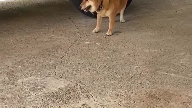 Cute big Shiba Zoomies!