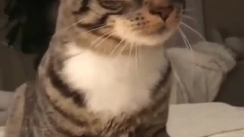 funny cat