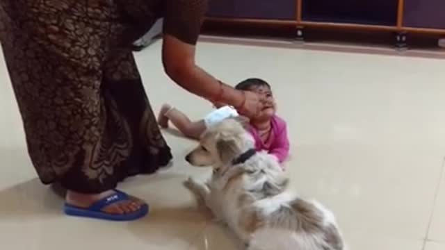 Dog protecting babie,😍😍😍