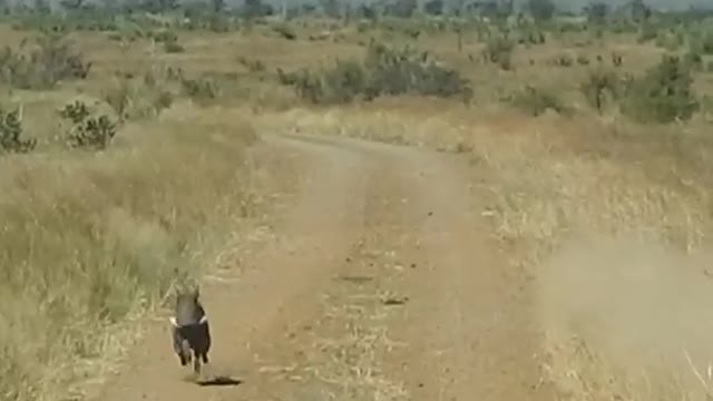 Lions take animel