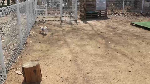 a dog running around in the playground