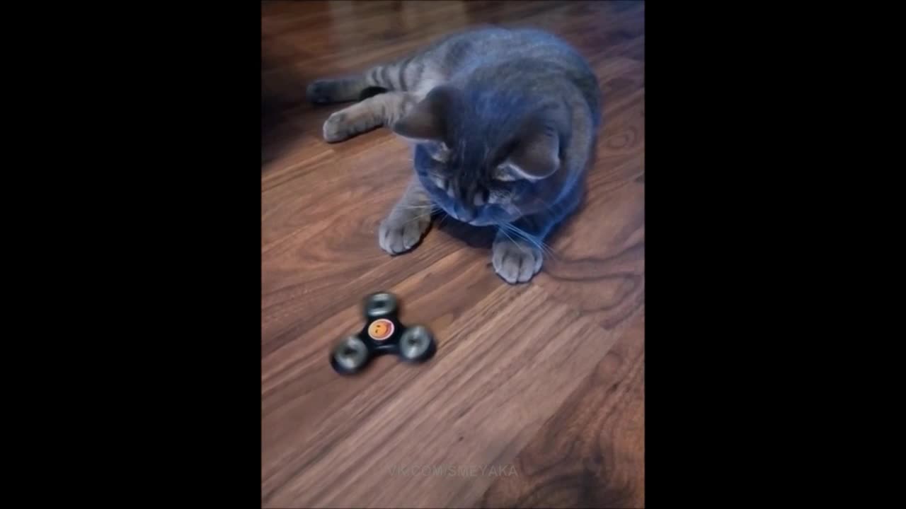 Cat spinner