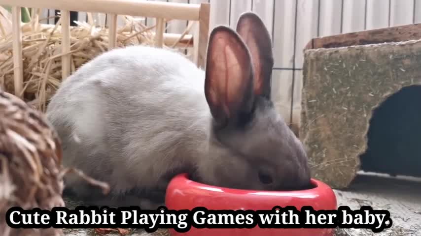 cute rabbit playing with her child so funny look at this make love