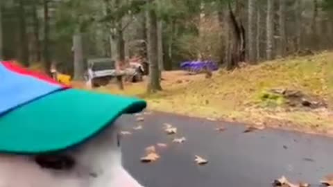 funny animal video