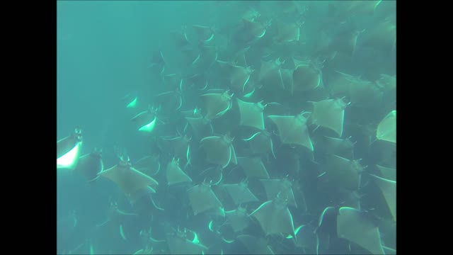 Hundreds of Mobula Rays Dancing in Ocean