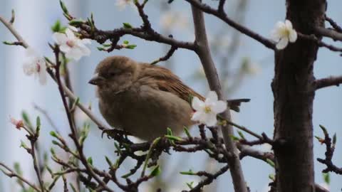 The most beautiful birds the world