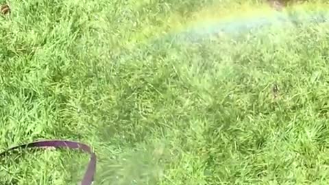 Slow motion video of husky trying to stop water stream from hose