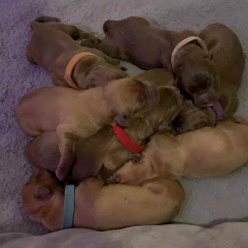 Dogue de Bordeaux puppies first steps