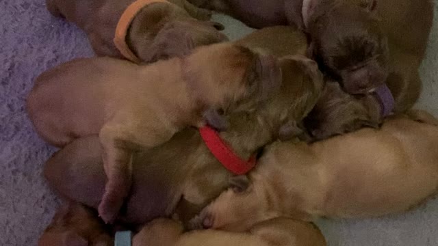 Dogue de Bordeaux puppies first steps