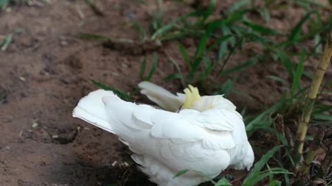 bird-grooming-its-feather