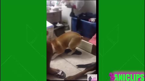 te Animals Doing Cute Things - Funny Animals Try Not to Laugh 2018