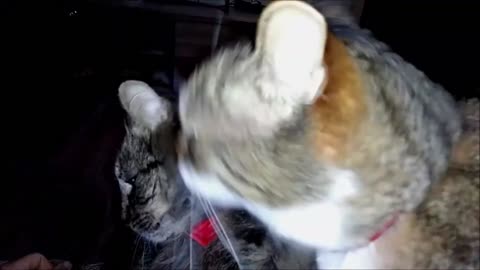 Funny mother cat clip!