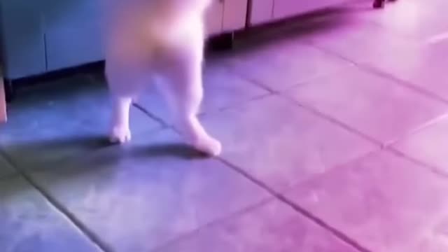 Funny cat dance💃