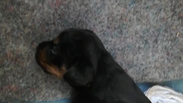 Cute puppies barking