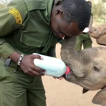 The guard breastfeeds the baby elephant, milk, yummy😋