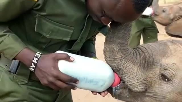 The guard breastfeeds the baby elephant, milk, yummy😋