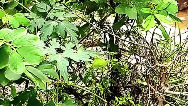 Yellow Butterfly flying away in Slow Motion from the green leaves..