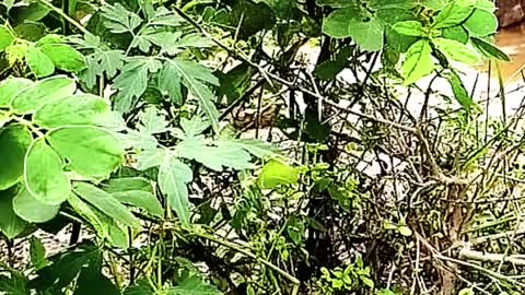 Yellow Butterfly flying away in Slow Motion from the green leaves..