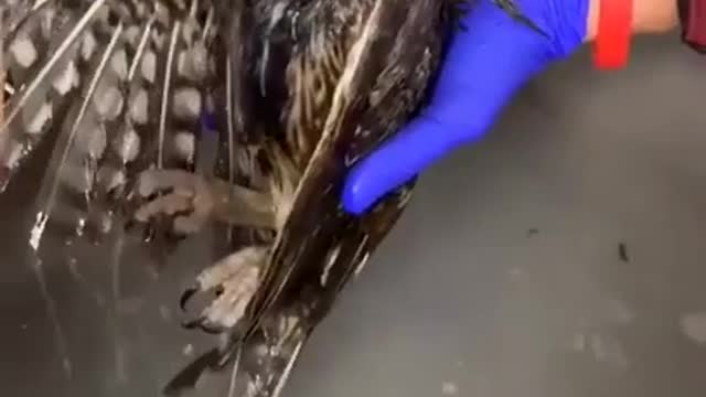 Owl Gets A Loving Bath