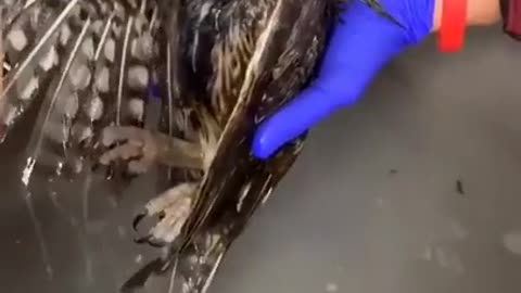 Owl Gets A Loving Bath